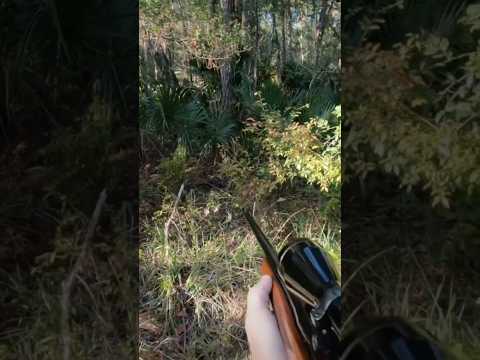 Hog hunt with Ruger m77 in 7mm mag