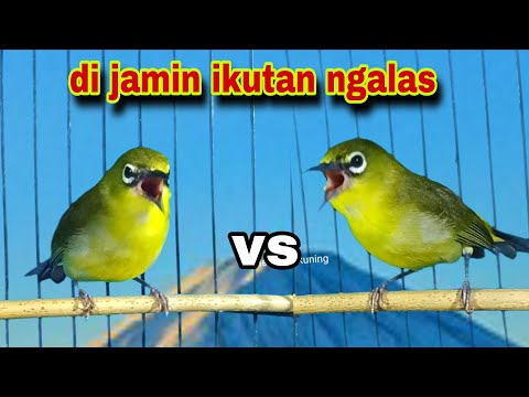 Pleci Ngalas Manggil Pleci lain || Pleci Gacor Nembak Memancing lawan