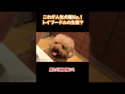 これが人気犬種No.1トイプードル？