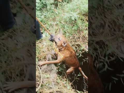 ഒരു ജീവൻ രക്ഷിക്കാൻ പറ്റി.. ❤️ #trending #shorts #viralvideo #dog
