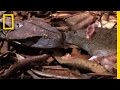 Gaboon Adder Facts and Behavior
