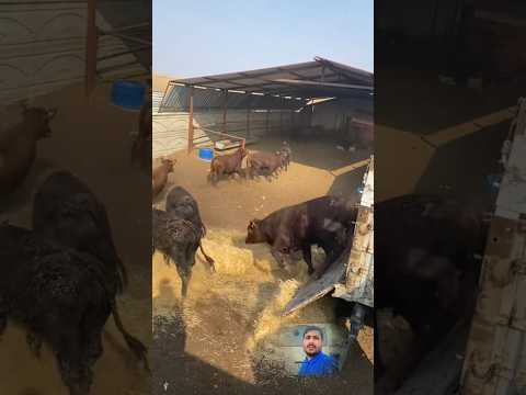 Cow farming in Punjab New idea for everyone for small Cow farms #ytshorts #cow #facts #idea #farming