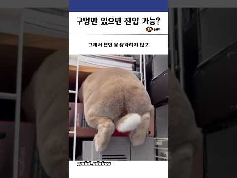 구멍만 있으면 진입 가능한 토끼 #토끼 #동물 #힐링 #유머
