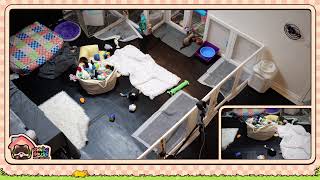 Ferret Rescue 💜 !Rescue💛!Wiki