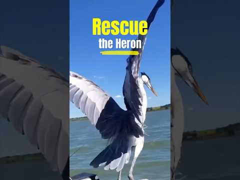 Rescue the heron #animals #animallife #wildlife #wildanimals
