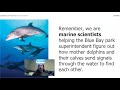 Energy Transfer in Dolphin Communication