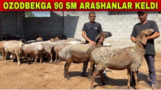 OZODBEKGA BARAKALI NASILIK ARASHAN BOGOZ SOVLIQLAR KELDI