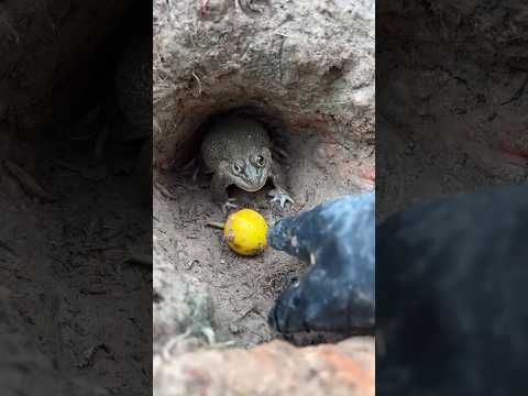 Introducingthe🤣VitaWear SMArtBand," a next-generation wearable gadget #cutebaby #shorts #comedy