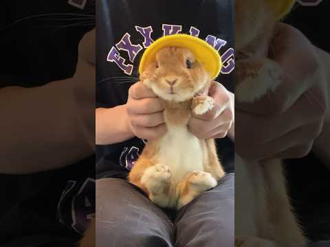 DJ Rabbit🐰 in nursery school#DJ #うさぎ #bunny #rabbit