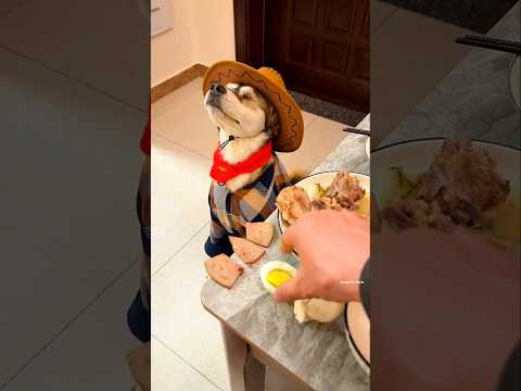 Malik, how should I feed this dog? ๐ฑ #shortvideo #animals