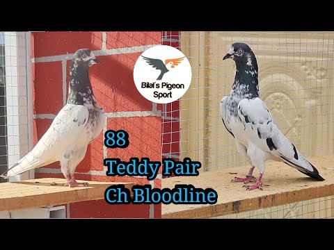 Teddy kabootar Ch Sakhi Bloodline | A Class Teddy pigeon | Bilal pigeon