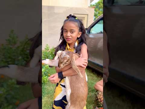 Amaira ki bakri #shorts #thegeetagurjar