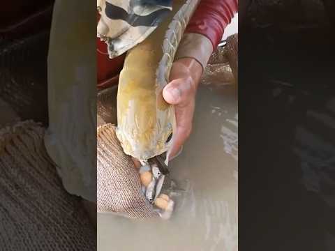 Get arowana babies and eggs