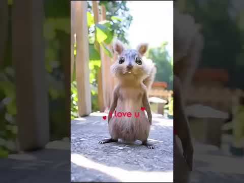 Chú sóc dễ thương - Cute squirrel #shorts