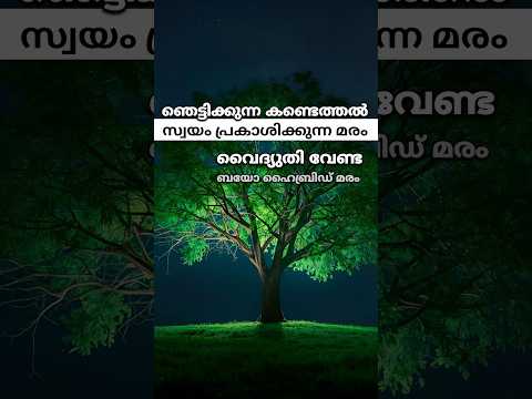 വൈദ്യുതി വേണ്ട | പ്രകാശം ഉണ്ടാക്കുന്ന മരം കണ്ടെത്തി #plants #farming #vegetables #garden #krishi