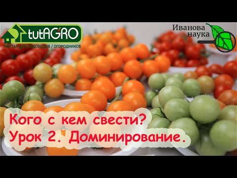 Начинайте пока не запретили! Создаем свои гибриды f1 томата! Урок 2. Доминирование. Кто с кем?