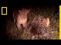 Understanding the Dynamics between Lions and Porcupines