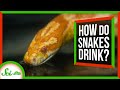 Understanding Snake Drinking Mechanisms