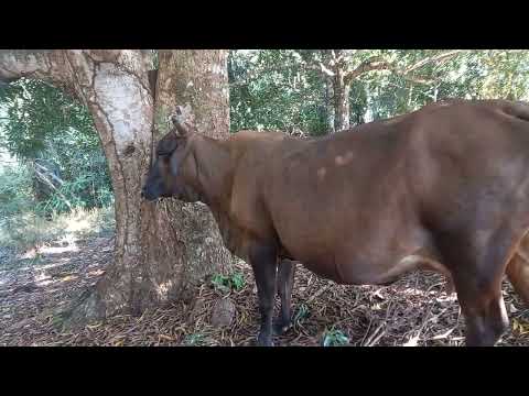 Vacas inseminadas vão começar a parir esse mês