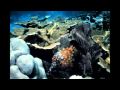 Ocean Acidification and Its Effects
