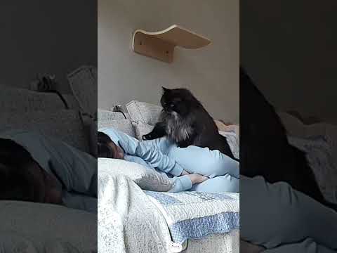 Cat is my alarm clock 😹⏰#fpy #usa #catsoftiktok #usa_tiktok #catlover #funny #funnycat #usa