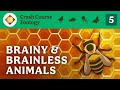 Understanding Brains and Nervous Systems in Animals