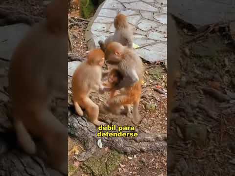 Mother's call, never answered #animals #Friendship #Us #fypシ #monkey