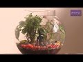 Terrarium Care and Maintenance