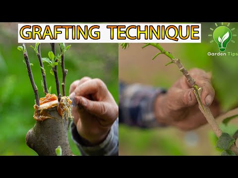 Popular Method 😨Of GRAFTING PLANTS  | Grafting Tips🍀 #grafting #videos #skill