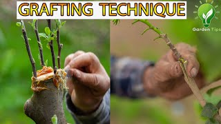 Popular Method 😨Of GRAFTING PLANTS  | Grafting Tips🍀 #grafting #videos #skill