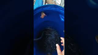 Bomba d'água com sensor para falta d'água?