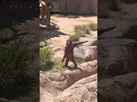 Funny moments of gorillas #funny #funnypets #pets #funnyanimals #petsrule #moments #cute