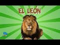 Conociendo al León: El Rey de la Selva