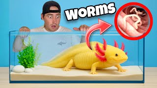 MY AXOLOTL HAS WORMS ! WILL HE SURVIVE ?!