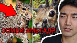 СҮҮЛИЙН ҮЕД АМЬТАД ЮУ БОЛООД БАЙНА? 