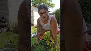 Cuidando das Plantinhas