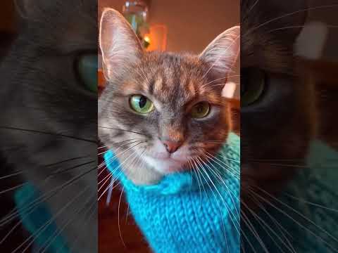 Я плакал от СМЕХА глядя на них 🤣 #shorts