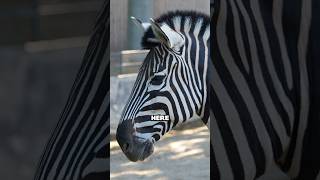 A Day at BARCELONA ZOO! 🦒🇪🇸 | So Many Incredible Animals! | Zoo Tour #shorts