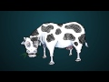 Energy and Metabolism in Organisms