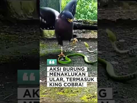 King Cobra Dibuat Tak Berdaya! Aksi Burung Pemberani Ini Bikin Melongo! #burung #cobra #shorts
