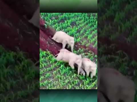 Ngakak ! Cara Gajah Menuruni Bukit #shorts