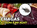 Understanding Chagas Disease and Açaí Contamination