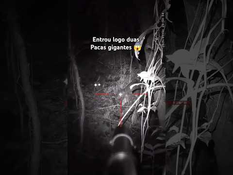 Abate de Paca Com T-Rex!