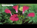 Flower Anatomy and Characteristics