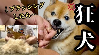 【激怒】毛を取りたいパパと、取られたくない柴犬
