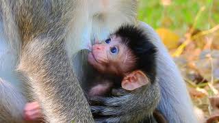 Look amazing baby monkey