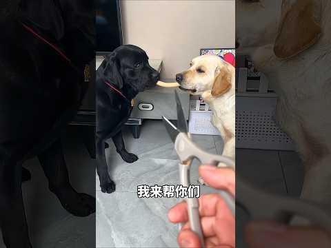 The boy behaved very badly with these dogs 🐕 #shorts #entertainment #shortsvideo
