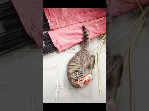猫の頭から缶を外します。🐈