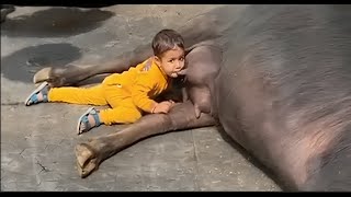 baby pulled the cow milk from behind