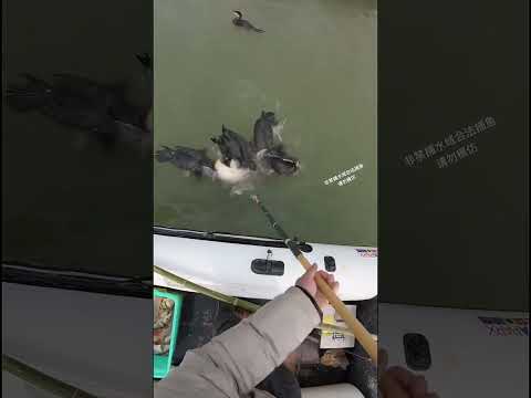 মাছ ণীয়ে মারামারি |Mach dhora|hook fishing #fishing #ytshorts #shorts
